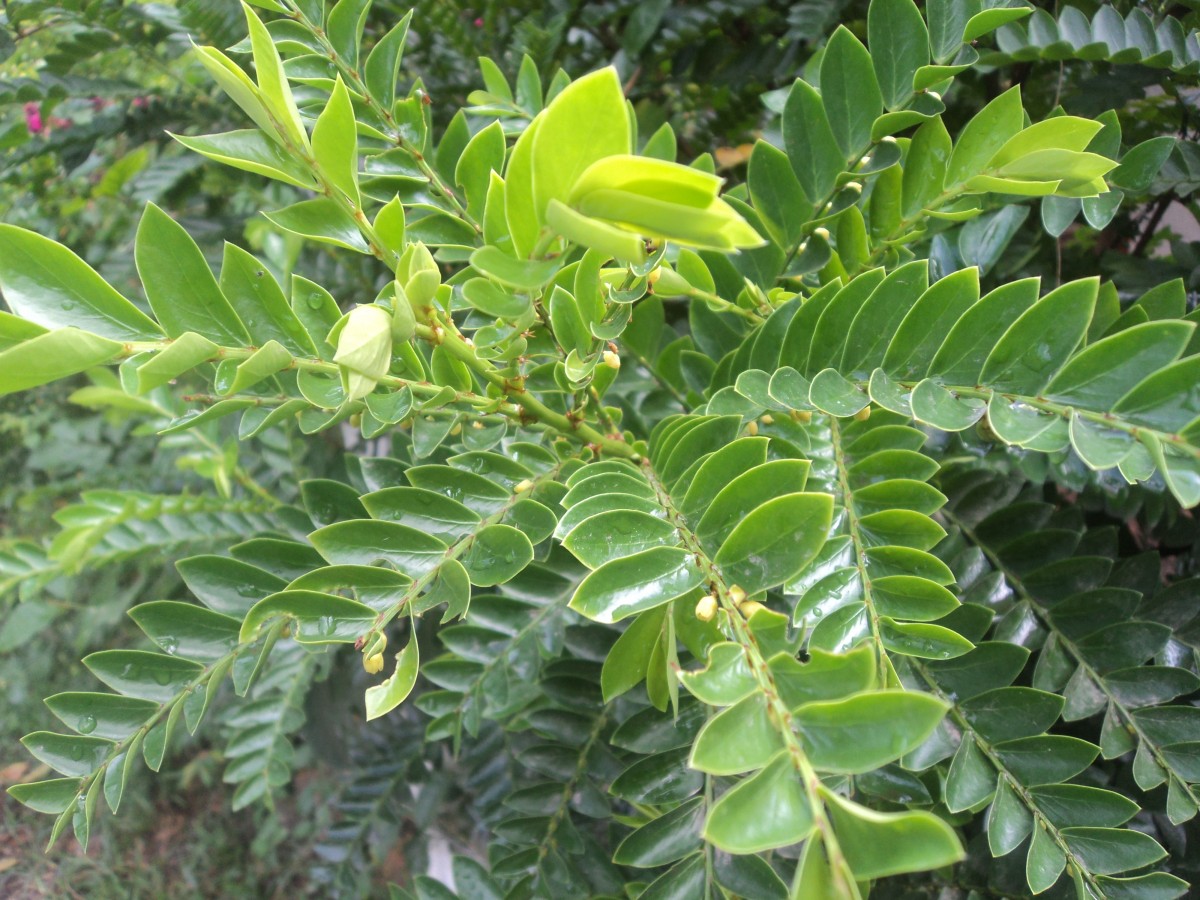 Phyllanthus buxifolius (Blume) Müll.Arg.